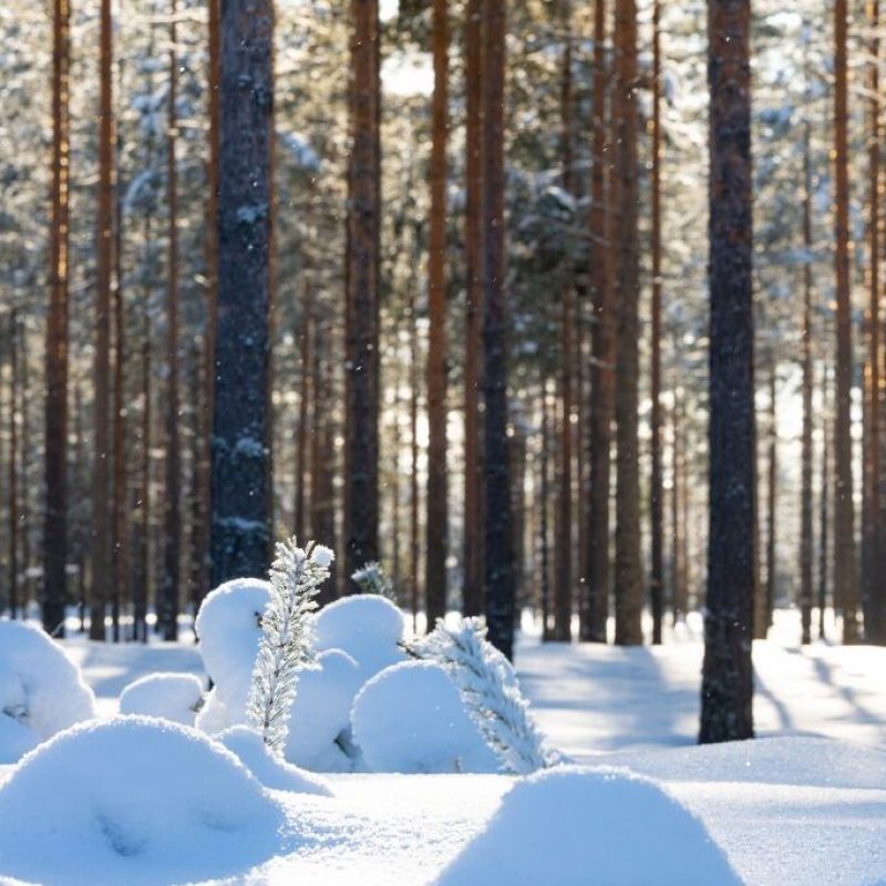 primatimber-yhteistyokumppanit-savorak-laiturit-2-684×1024-1-1 primatimber-yhteistyokumppanit-savorak-laiturit-2-684x1024-1-1